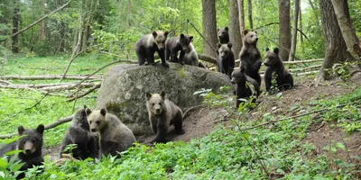 Виды медведей: 🐻 описание, названия, особенности и фото