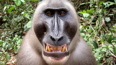 В Бразилии обнаружили новый вид обезьян