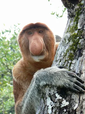 Видео: С синей кожей и без носа — очаровательный и очень редкий вид обезьян