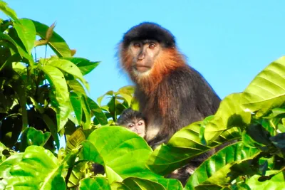 Самые агрессивные обезьяны | О животных и людях | Дзен