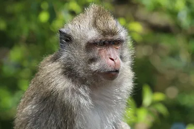 Ученые открыли новый вид небольших обезьян, живущих в лесах Амазонии