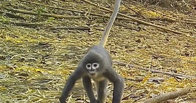 Зелёные мартышка - Все о приматах | Вид обезьян зелёная мартышка - YouTube
