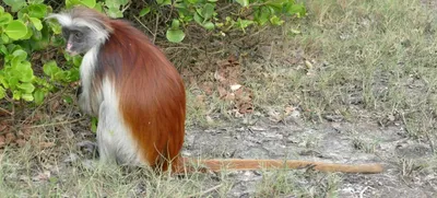 Московский зоопарк/Moscow Zoo - Почти как лев Знаете ли вы, что один из  наиболее редких видов обезьян – это львинохвостый макак, или вандеру? На  данный момент в природе насчитывается около 3500 особей,