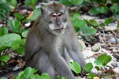 Призрачная обезьяна» и вонючий имбирь-жук: в Азии открыли 224 новых вида  животных и растений (фото)