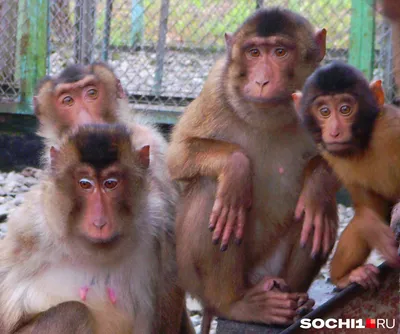 Monkey /Primate/обезьяны в одичалом/крабе есть макаку Стоковое Фото -  изображение насчитывающей рак, одичало: 128940944