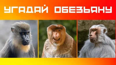 Породы обезьян - 76 фото