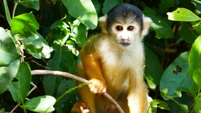 Новости зоологии - ученые нашли редкий вид обезьян благодаря калу и чучелам
