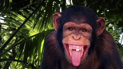 BB.lv: Почему у обезьян не растут усы и борода, если мы произошли от общего  предка?