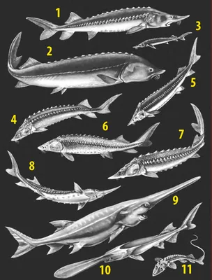 Фото осетровых в океанариумах - Аква Лого инжиниринг