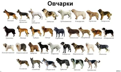 ТОП 10 какие бывают овчарки? 1 часть. | 🐾DOG WORLD🐾 | Дзен