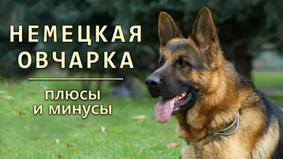 Кому подходит НЕМЕЦКАЯ ОВЧАРКА? GERMAN SHEPHERD - YouTube