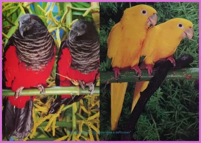 Виды волнистых попугаев | Птица дома | Дзен