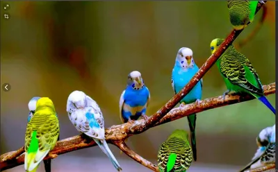 Разные виды попугаев - 73 фото
