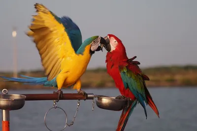 Замечательные виды попугаев Лоро парка | Путешествия и не только | Дзен