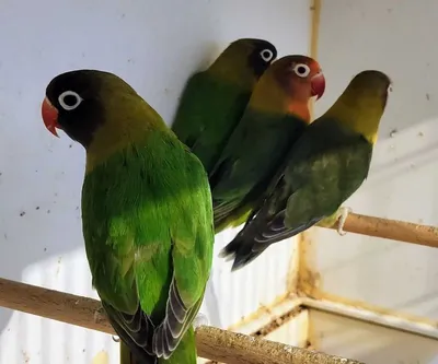 Парное содержание попугаев