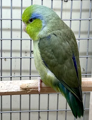 Калита (Квакер) попугай-монах