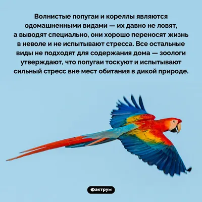 Волнистые попугаи: как выбрать птенца, где купить, как ухаживать, что нужно  знать перед покупкой