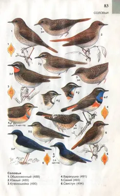 Более 150 видов птиц исследовали ученые в горных районах Северной Азии