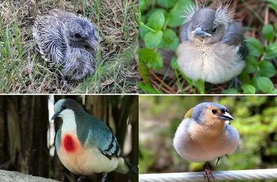 Названия птиц на английском