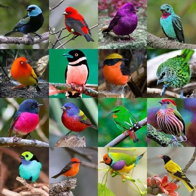 Новые виды птиц на кормушке. Кто ещё прилетел к нам кроме синиц и  зеленушек? | Полярная крачка | Дзен