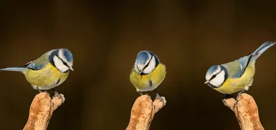Виды диких птиц - 68 фото