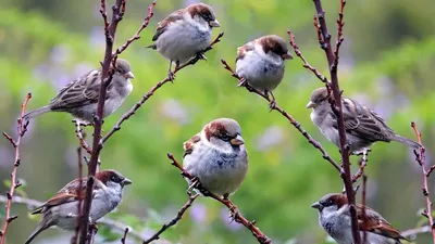 13 птиц с невероятными клювами. | Планета земля | Дзен