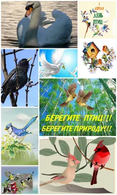 Птицы России. Фотоопределитель | Фитон XXI