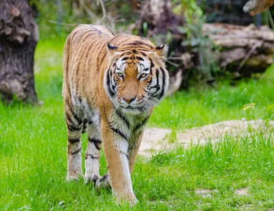 Зоологи проследили генетическую эволюцию древних тигров