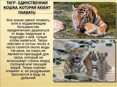 Россия готова помочь Казахстану восстановить популяцию тигров - KP.RU