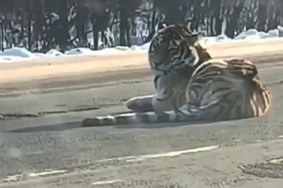 тигры - последние новости сегодня - РИА Новости