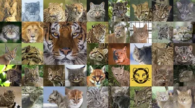 Виды и подвиды тигров: современные, редкие и вымершие — Природа Мира