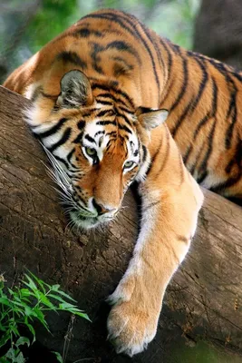 Тигры - ConanWiki.ru