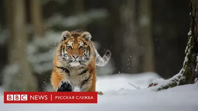 Сбили как кошку. Жители Хабаровска рассказали о нашествии тигров | Природа  | Общество | Аргументы и Факты