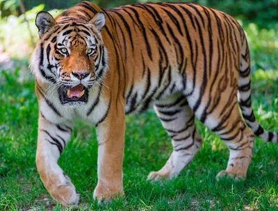 Национальный парк «Зов Тигра» — ФГБУ «Объединенная дирекция Лазовского  заповедника и наионального парка «Зов тигра»