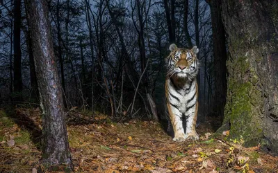 Виды тигров - картинки и фото koshka.top