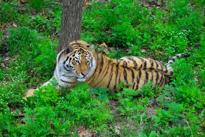 Парк тигров на Пхукете (Tiger Park Phuket). Цена от 489 бат –  Online-Phuket.ru