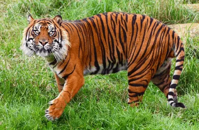Посмотрите на этих тигров. Они были под угрозой исчезновения, но ситуация  внезапно изменилась - BBC News Русская служба