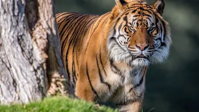 Золотые тигры редкие виды тигров, увидеть в дикой природе, которых почти  невозможно. В настоящее время известно 30 особей золотых тигров, и все они  на... / тигр :: в комментах ещё - JoyReactor
