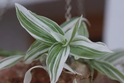 Традесканция приречная (Tradescantia fluminensis)