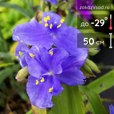 Традесканция восковницевидная (Tradescantia cerinthoides) — описание,  выращивание, фото | на LePlants.ru