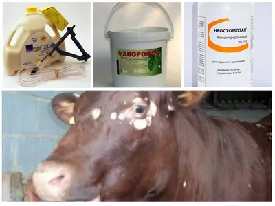 Вши у коров и телят: лечение, профилактика, народные средства |  Ветеринарная служба Владимирской области