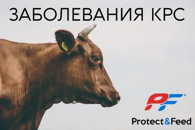 Скотобойни сливают кровь и отходы животных в канализацию - АПК Новости
