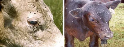 Власоеды у коров - фото, симптомы и лечение