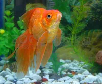 Золотая рыбка вуалехвост, гиппер …» — создано в Шедевруме