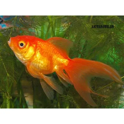Золотая рыбка Вуалехвост Красная шапочка