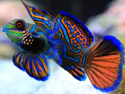 Вуалехвосты - «Золотые рыбки, исполняющие желания» | отзывы