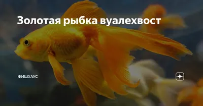 Аквариумная золотая рыбка вуалехвост - «Relax» | отзывы