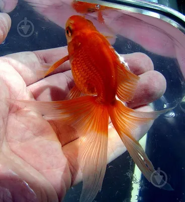 Вуалехвост золотая рыбка - содержание в аквариуме, фото