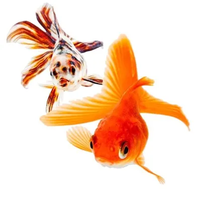 Золотая рыбка вуалехвост , плывет по…» — создано в Шедевруме
