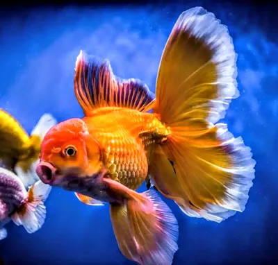 Рыбка Синий вуалехвост Stock Photo | Adobe Stock